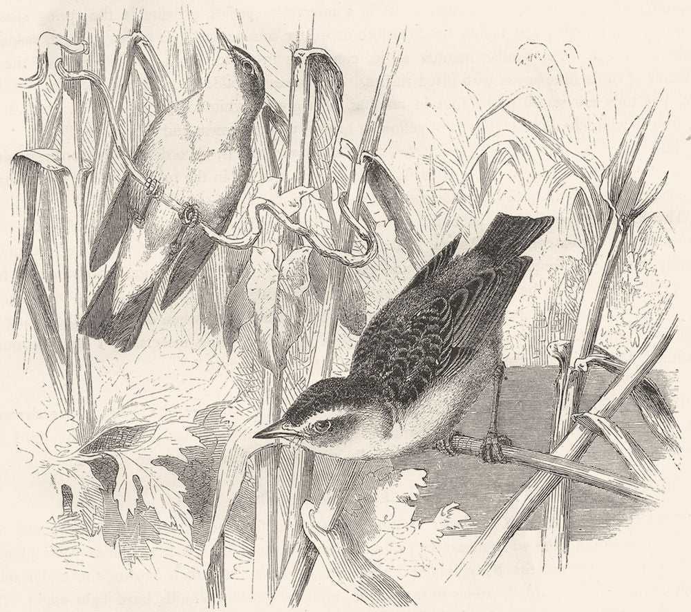 BIRDS. Singing. Sedge Warbler c1870 old antique vintage print picture